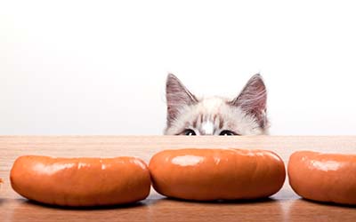 cat staring at sausage