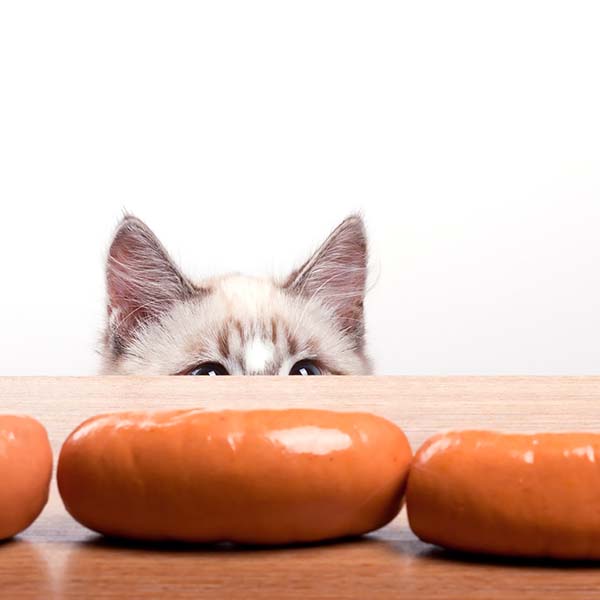 cat staring at sausage